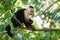 Panamanian white-faced capuchin