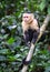 Panamanian white-faced capuchin Cebus imitator