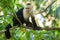 Panamanian white headed capuchin