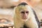 Panamanian white-headed capuchin
