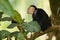 Panamanian white-headed capuchin