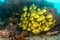 Panamic porkfish (Anisotremus taeniatus). Cabo Pulmo