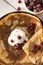 Pancakes with sour cream, cranberries, food, Maslenitsa, top view