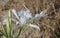 Pancratium Maritimum. Common Name: Sea daffodil, Sea lily, Sand