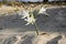 Pancratium maritimum, Hymenocallis, sea daffodil white blossoms