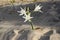 Pancratium maritimum, Hymenocallis, sea daffodil white blossoms