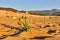 Pancratium Maritimum, sand lily growth in Dune di Piscinas, Sardinia, Italy