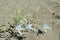 Pancratium maritimum white flowers . Mediterranean lily.