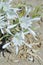 Pancratium maritimum white flowers . Mediterranean lily.