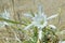 Pancratium maritimum white flowers . Mediterranean lily.