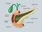 The Pancreas