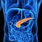 The pancreas