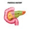 Pancreas Anatomy Parts Composition