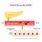 Pancreas and cell with Glucose channel and Insulin receptor