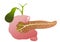 Pancreas, duodenum and gall bladder