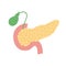 Pancreas and gallbladder