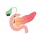 Pancreas and gallbladder