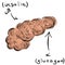 The pancreas and its hormones. Glucagon and insulin. Freehand sketchy drawing. Diabetes mellitus and other endocrinological