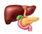 Pancreas And Liver Composition