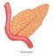 Pancreas organ of human body, biology and anatomy