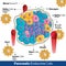 Pancreatic endocrine cells anatomy showing endocrine cells involved in secretion of hormones