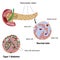 Pancreatic islet