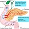 Pancreatic role and functionin digestion process in a human body