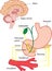 Pancreatic secretion illustration