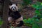 Panda animal Chengdu in China