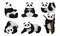 Panda Animal in Different Poses Vector Set. Bear Climbing the Tree and Turning Upside-down on the Ground