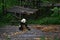 Panda bear: arguably the icon of Chengdu, or even Sichuan Province. Though considered as carnivore, it eats mostly bamboo (over 9