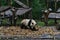 Panda bear: arguably the icon of Chengdu, or even Sichuan Province. Though considered as carnivore, it eats mostly bamboo (over 9