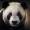 Panda bear close up portrait