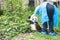 Panda Bear Cub with Nurse, Panda Research Center Chengdu, China