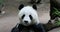 Panda Bear eating bamboo San Diego HD