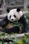 A panda bear eats bamboo