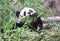 A panda bear  eats bamboo