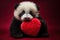 Panda bear with red heart on red background, valentines day, Adorable newborn panda holding red heart Valentine\\\'s day