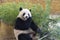 A panda bear sits and eats green leaves and twigs of bamboo. Black panda with white dirty spots in the zoo dines on bamboo grass