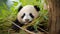 A panda bear sitting in a tree looking at the camera