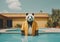 Panda bear wearing yellow raincoat standing in the swimming pool.