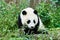 Panda bears cubs playing Sichuan China