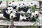 Panda bears, eating and playing giant pandas, Chengdu, China