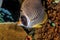 Panda Butterflyfish,Chaetodon adiergastos