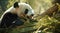 A panda chewing on bamboo