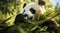 A panda chewing on bamboo