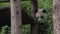 Panda climing around his wooden home in Chengdu China