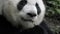 Panda close up eating bamboo