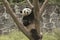 Panda Conservation Area, Chengdu