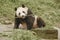 Panda Conservation Area, Chengdu